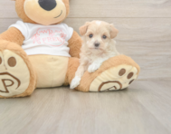 7 week old Maltipoo Puppy For Sale - Pilesgrove Pups