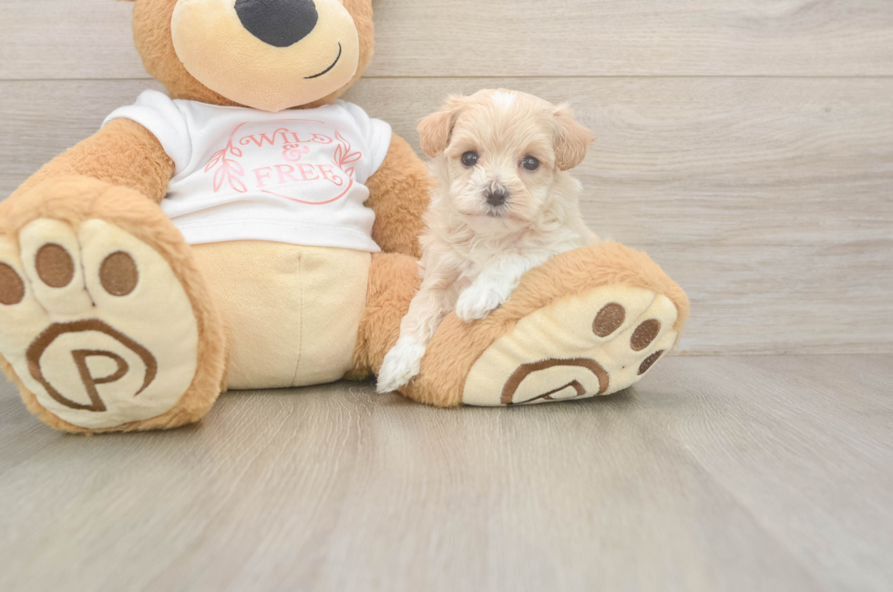 5 week old Maltipoo Puppy For Sale - Pilesgrove Pups