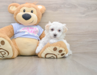 9 week old Maltipoo Puppy For Sale - Pilesgrove Pups