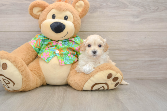 Fluffy Maltipoo Poodle Mix Pup