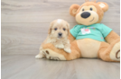 Maltipoo Puppy for Adoption