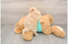 Best Maltipoo Baby