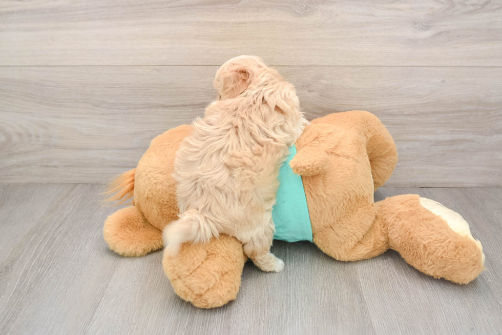 Best Maltipoo Baby
