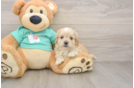 Maltipoo Puppy for Adoption
