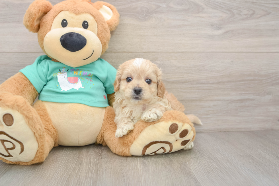 Maltipoo Puppy for Adoption