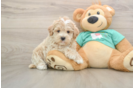 Happy Maltipoo Baby