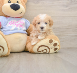 6 week old Maltipoo Puppy For Sale - Pilesgrove Pups