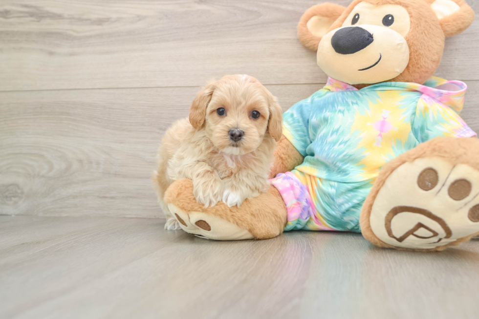 Petite Maltipoo Poodle Mix Pup