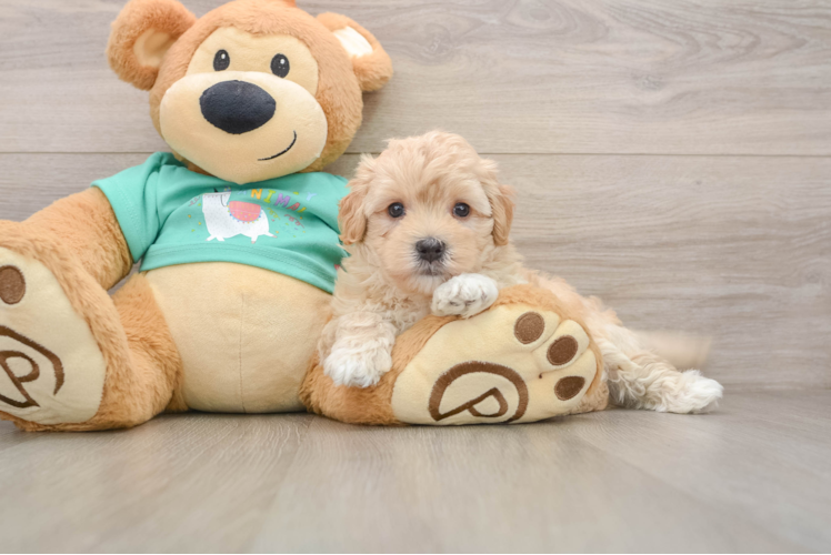 Maltipoo Pup Being Cute