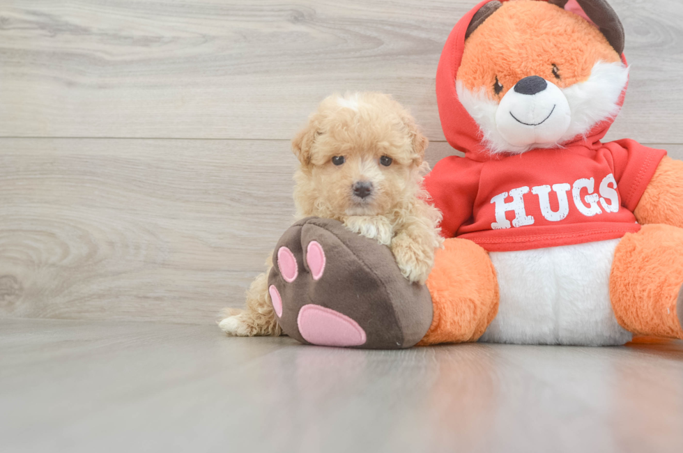 5 week old Maltipoo Puppy For Sale - Pilesgrove Pups