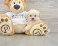 9 week old Maltipoo Puppy For Sale - Pilesgrove Pups