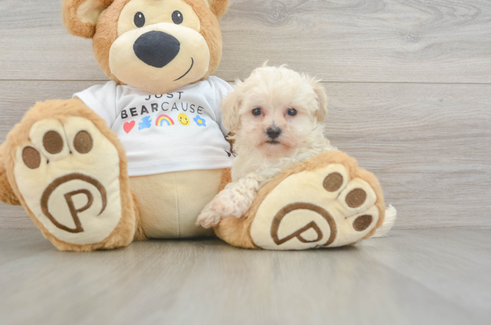 7 week old Maltipoo Puppy For Sale - Pilesgrove Pups