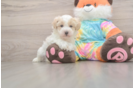 Best Maltipoo Baby