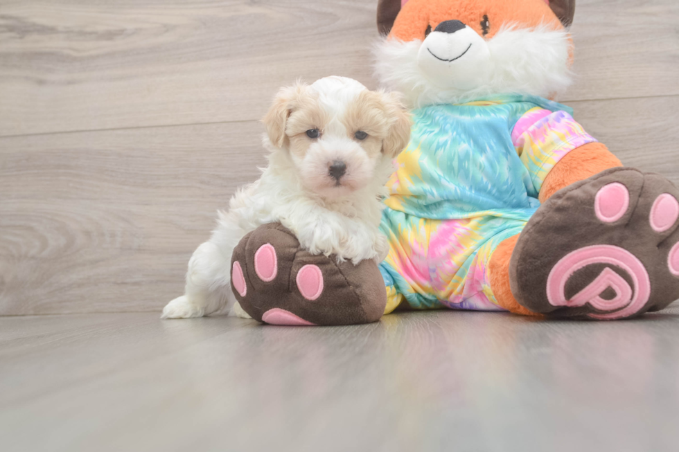 Best Maltipoo Baby