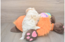 Energetic Multipoo Poodle Mix Puppy