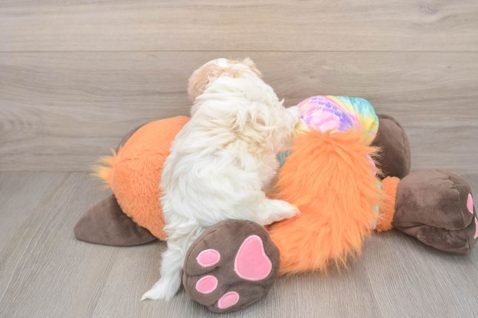 Energetic Multipoo Poodle Mix Puppy