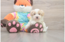 Popular Maltipoo Poodle Mix Pup