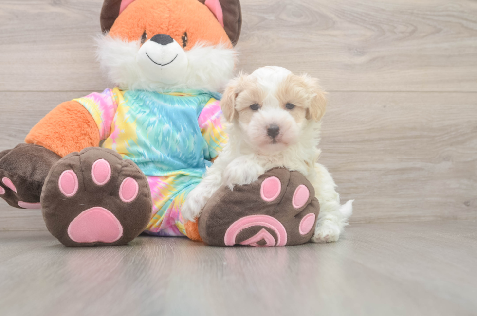 5 week old Maltipoo Puppy For Sale - Pilesgrove Pups