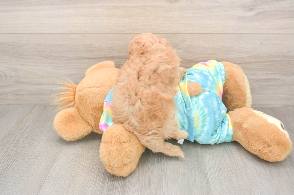 Maltipoo Puppy for Adoption