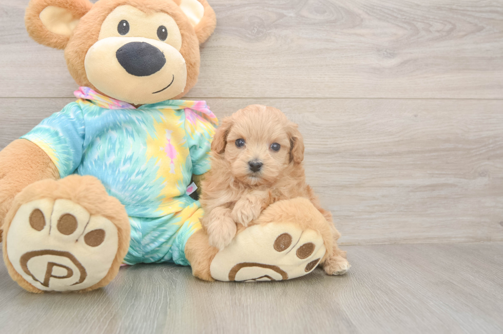 6 week old Maltipoo Puppy For Sale - Pilesgrove Pups