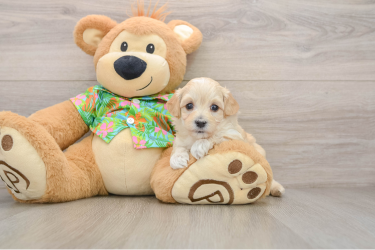 Energetic Multipoo Poodle Mix Puppy