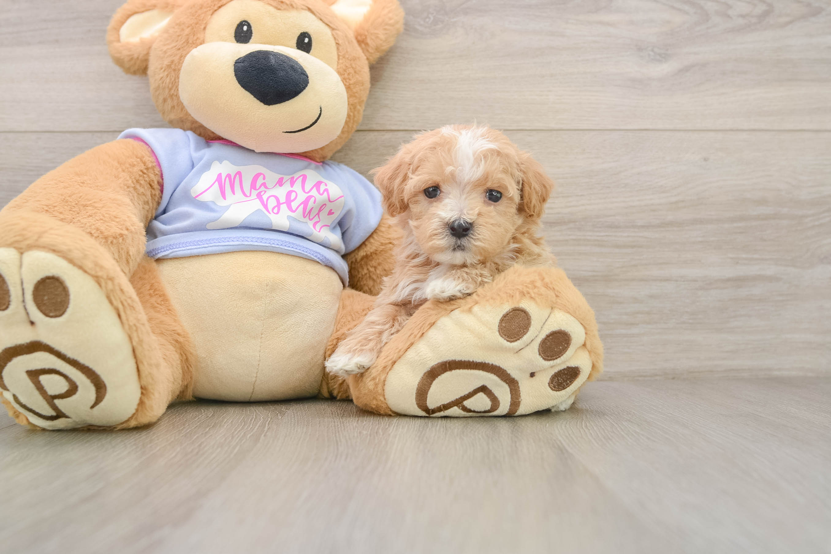 Maltipoo Pup Being Cute