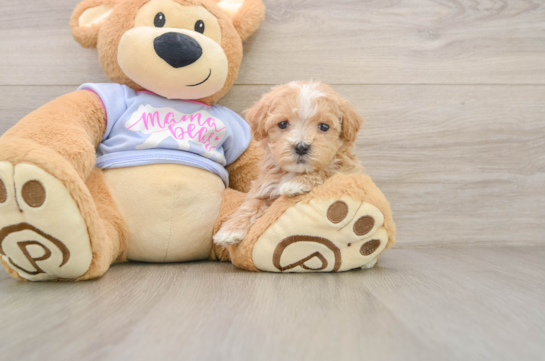 Maltipoo Pup Being Cute