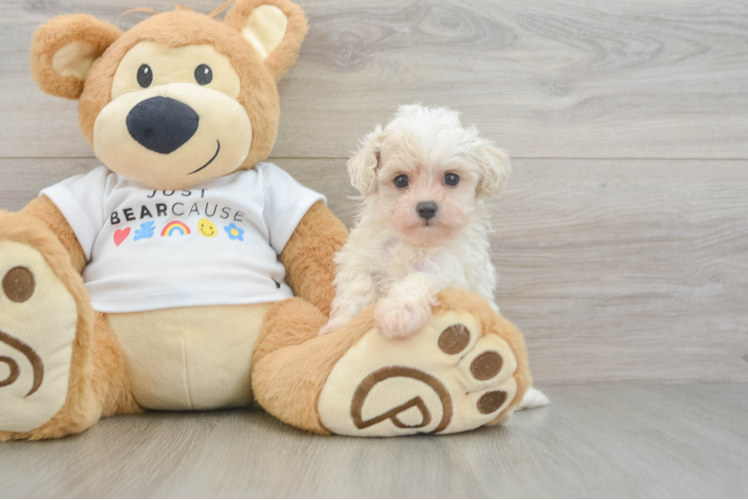 Petite Maltipoo Poodle Mix Pup