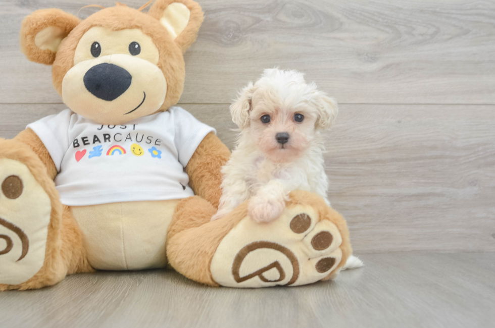 7 week old Maltipoo Puppy For Sale - Pilesgrove Pups