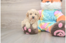 Popular Maltipoo Poodle Mix Pup