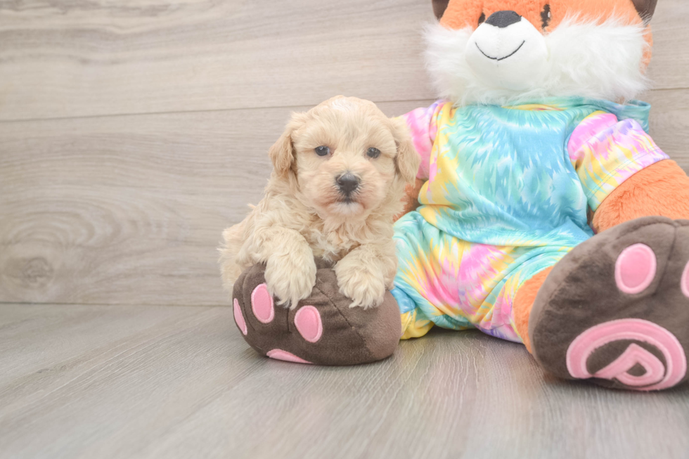 Popular Maltipoo Poodle Mix Pup