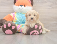 8 week old Maltipoo Puppy For Sale - Pilesgrove Pups