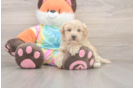 Maltipoo Puppy for Adoption