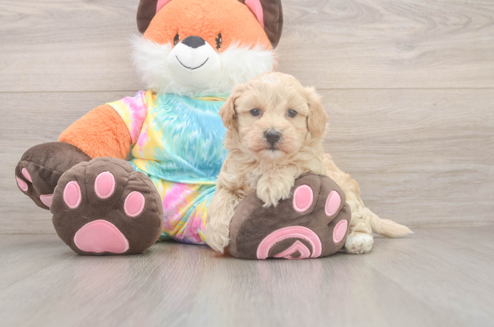 5 week old Maltipoo Puppy For Sale - Pilesgrove Pups