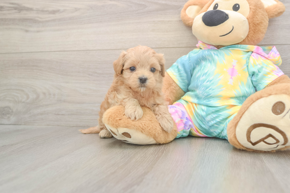 Best Maltipoo Baby