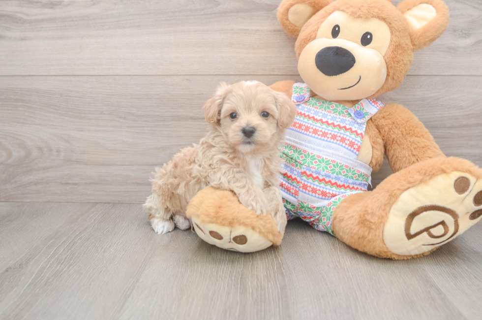 5 week old Maltipoo Puppy For Sale - Pilesgrove Pups