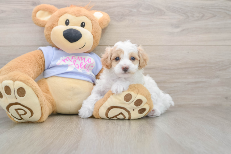 Happy Maltipoo Baby