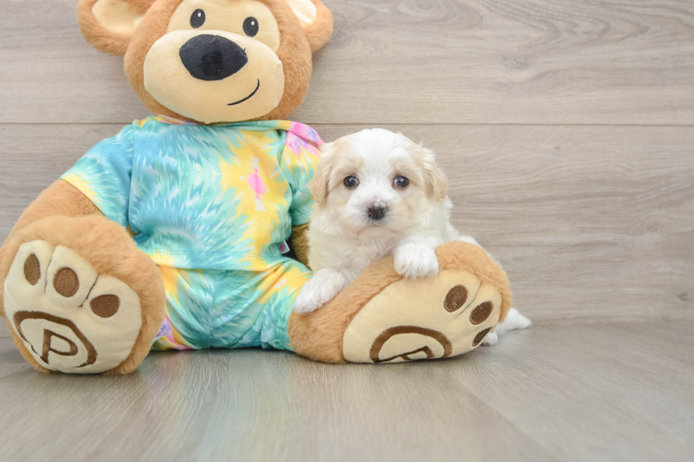 Best Maltipoo Baby