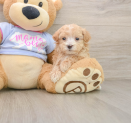 7 week old Maltipoo Puppy For Sale - Pilesgrove Pups