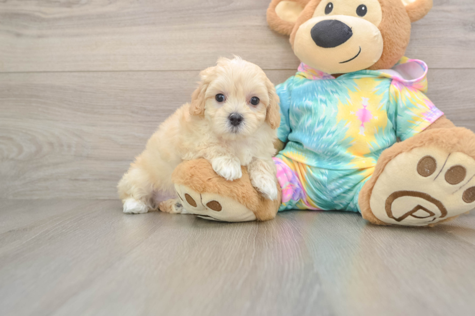 Maltipoo Puppy for Adoption