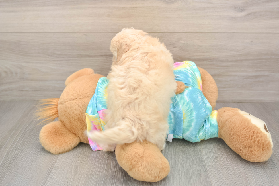 Maltipoo Puppy for Adoption