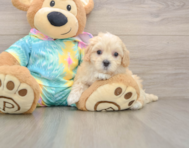 7 week old Maltipoo Puppy For Sale - Pilesgrove Pups