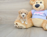 8 week old Maltipoo Puppy For Sale - Pilesgrove Pups