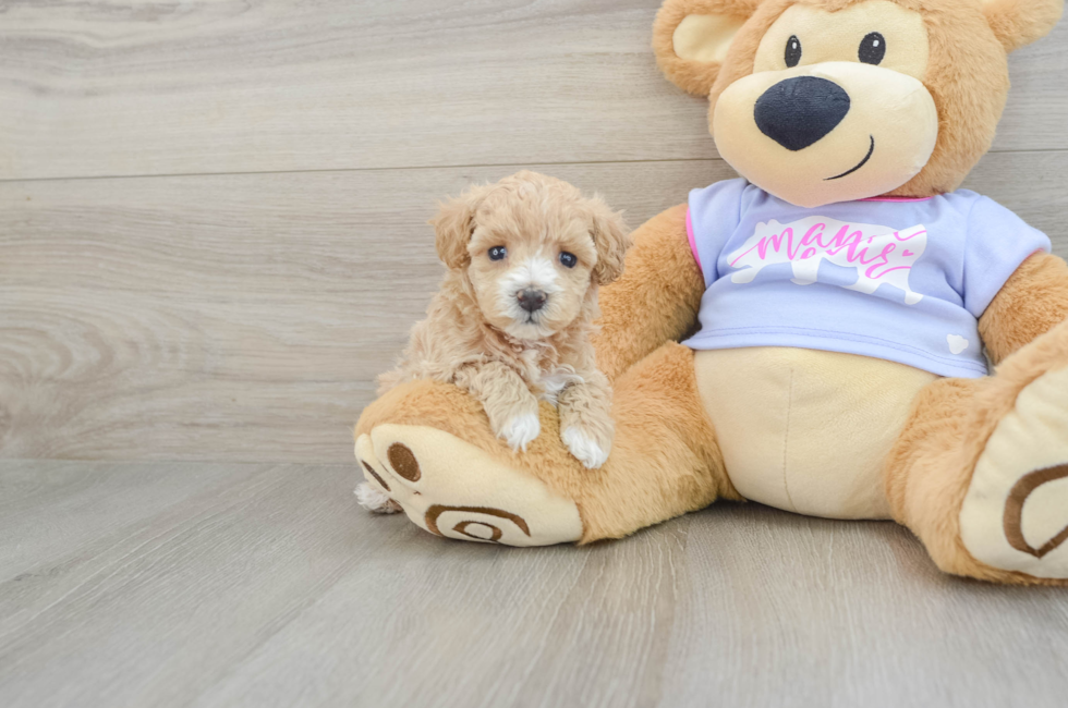 6 week old Maltipoo Puppy For Sale - Pilesgrove Pups