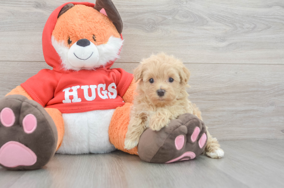 5 week old Maltipoo Puppy For Sale - Pilesgrove Pups