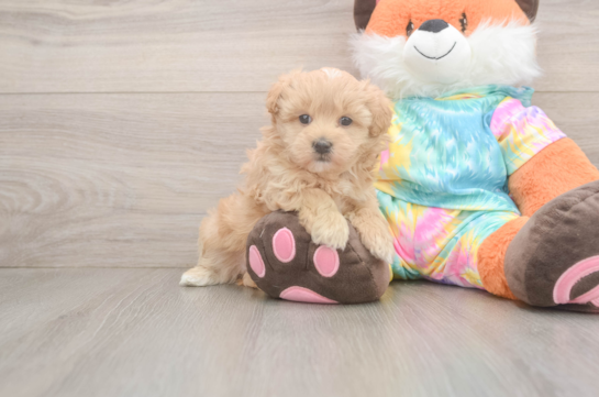 Maltipoo Puppy for Adoption