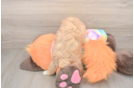 Best Maltipoo Baby
