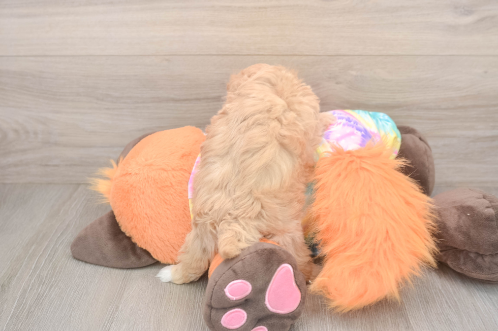 Best Maltipoo Baby