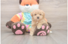 Playful Maltepoo Poodle Mix Puppy