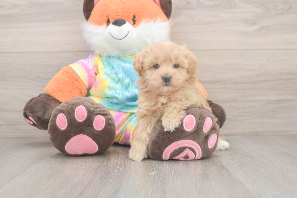 Playful Maltepoo Poodle Mix Puppy